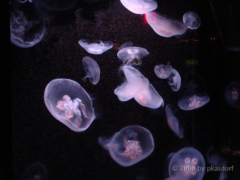 099 Toledo Zoo Light Show [2008 Dec 27].JPG - Scenes from the Toledo Zoo Light Show.